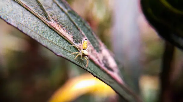 Zıplayan Örümceğin Makro Fotoğrafı