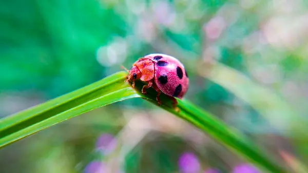 Bir Uğur Böceğinin Makro Fotoğrafı