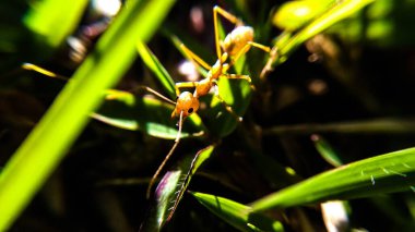 Asya Weaver Karınca - Makro Fotoğraf Serisi