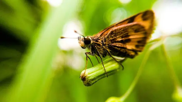 Skipper Butterfly - Makro Fotoğraf Serisi