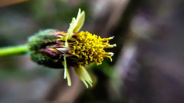 Tridax Procumbens - Bitki Makro Fotoğraf Serisi