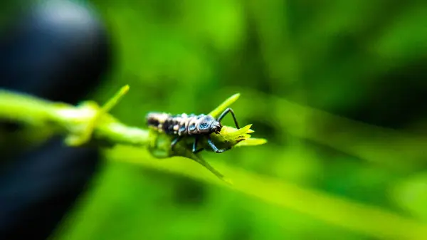 Uğur böceği larvası veya Propylea Quatuordecunctata Yaprak bitleri - Makro Fotoğraf Serisi