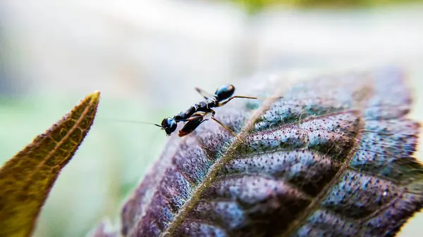 Black Praying Mantis Nymph Macro Fotoğraf Serisi Yaprağında Macera