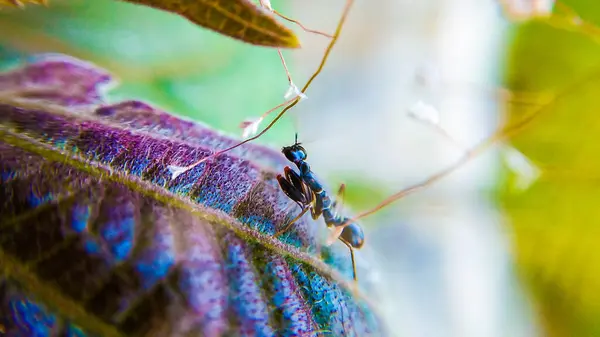 Black Praying Mantis Nymph Macro Fotoğraf Serisi Macro Fotoğraf Serisi Yaprak Macerası