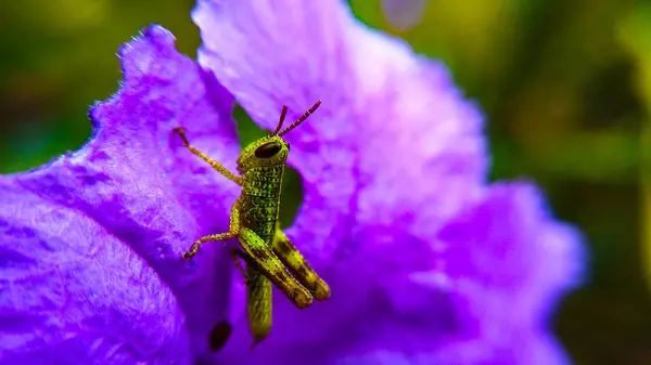 Çekirge perisi çiçek yaprağı üzerinde Makro Fotoğraf Serisi