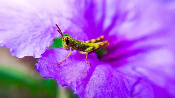 Çekirge perisi çiçek yaprağı üzerinde Makro Fotoğraf Serisi