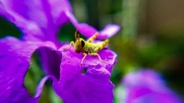 Çekirge perisi çiçek yaprağı üzerinde Makro Fotoğraf Serisi