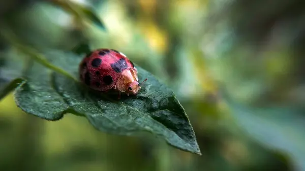 Bahçede çimen ve yaprak üzerinde uğur böceği - Böcek Makro Fotoğraf Serisi