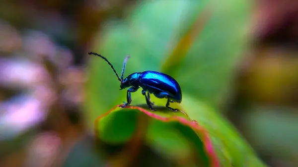 Dağ ormanında bir yaprağın üzerindeki Mavi Nane Böceği Makro Fotoğraf Serisi