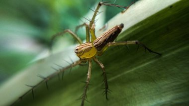 Böcek Makro Fotoğraf Serisi - Bahçede avlanan Luchs Spider