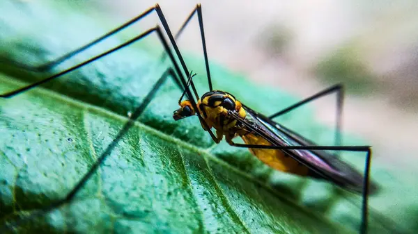 Böcek Makro Fotoğraf Serisi Turna Sineği Bahçedeki bir yaprağın üzerinde dinleniyor