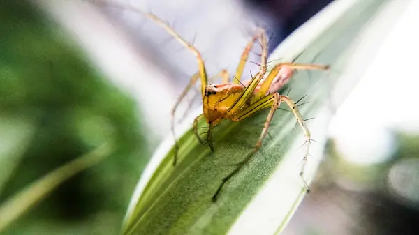 Böcek Makro Fotoğraf Serisi - Bahçede avlanan Luchs Spider
