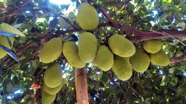 Jackfruit 'in alçak açısını kapat