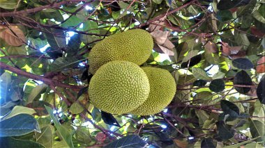 Jackfruit 'in alçak açısını kapat