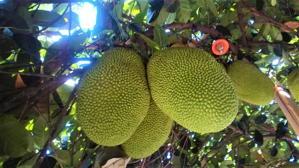 Jackfruit 'in alçak açısını kapat