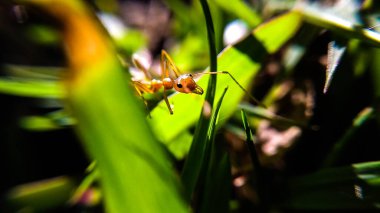 Bahçedeki Kırmızı Karınca Macro Vuruşu 