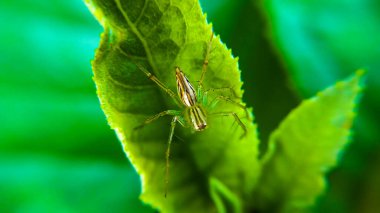 Lynx Spider relaxing on a leaf clipart