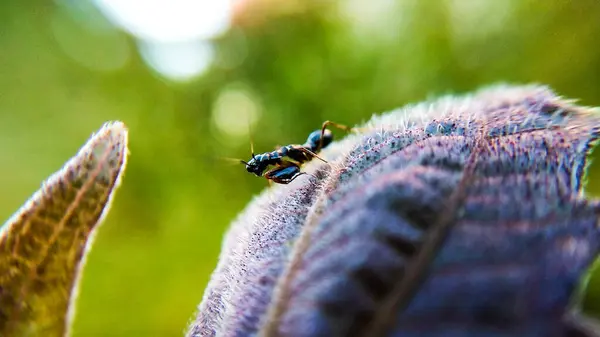 Mantid 'i kapat, rahatla ve bir yaprağın üzerinde dolaş.
