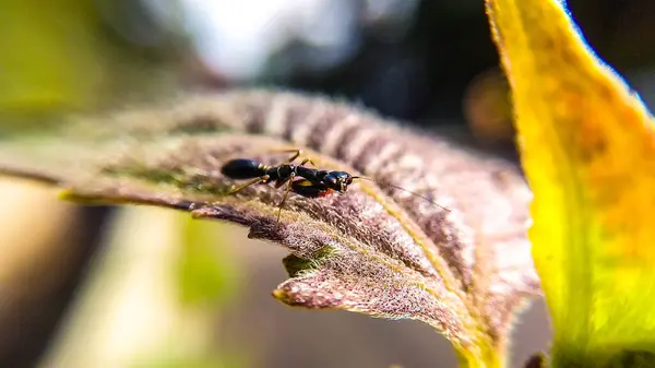 Mantid 'i kapat, rahatla ve bir yaprağın üzerinde dolaş.