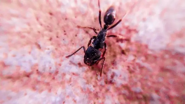 İzole edilmiş beyaz arka planda siyah beyaz bir böceğin makro fotoğrafı. yüksek kaliteli fotoğraf