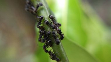 Makro Fotoğraf Serisi - Ağaçtaki Karınca Grubu