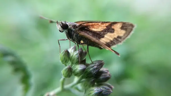 Makro Fotoğraf Serisi - Skipper Butterfly