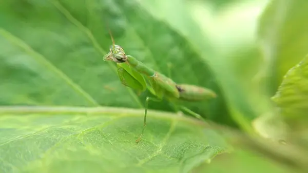 Makro Fotoğraf Serisi - Yaprağın Üzerinde Yeşil Mantid