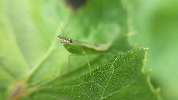 Makro Fotoğraf Serisi - Yaprağın Üzerinde Yeşil Mantid
