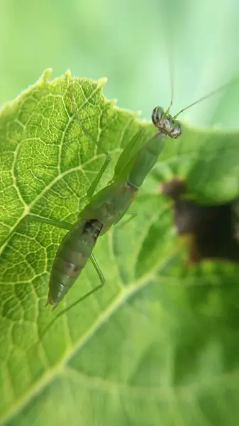 Makro Fotoğraf Serisi - Yaprağın Üzerinde Yeşil Mantid