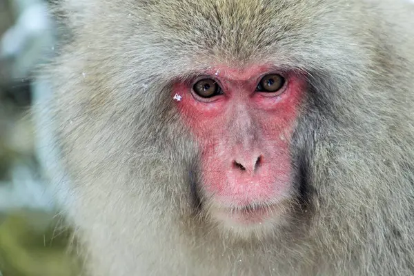 Japon kar maymunu mikro-yakın çekim Nagano, Japonya yakınlarında yüz teması