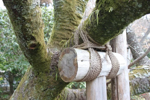 A branch is supported by a wooden prop in a Japanese garden