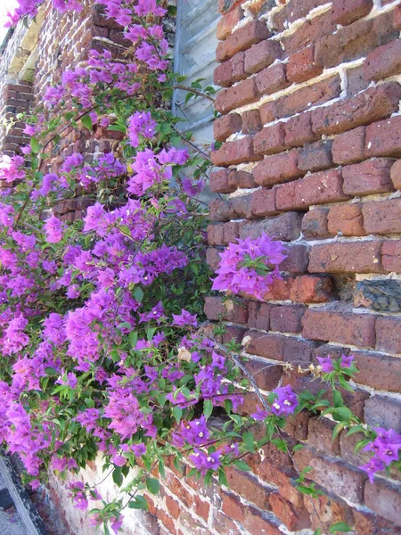 Red brick wall with violet blossom and green plants on the Island of Antigua in the Caribbean Sea