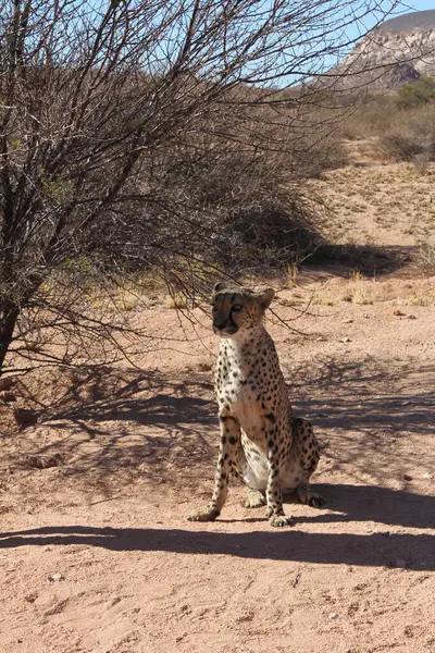 Sitting cheetah in a wildlife sanctuary in Namibia