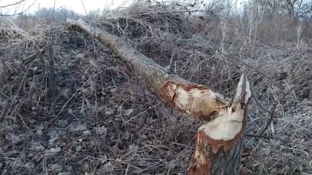 Matningsskador Ett Träd Som Gjorts Myrbäver Våtmark Östra Österrike Europa — Stockvideo