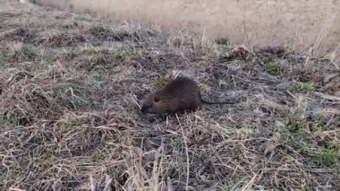 Bir Nutria (bataklık kunduz, kunduz fare, coypu, miyocastor coypus) bataklıkta ot yer.