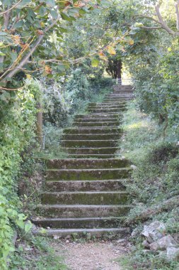 Yazın sonunda yeşil çalıların ve ağaçların arasında taş basamaklı merdivenler. Hırvatistan 'ın Jablanac kentindeki bir patika üst kata bir bakış açısına çıkıyor. Peri masalı gibi görünüyor..