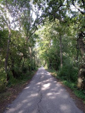 Marchegg kasabası yakınlarındaki yürüyüş yolu Avusturya ile Slovakya, Avrupa sınırına yakın..