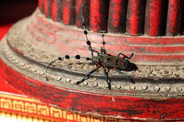 Thysia wallichii is a species of longhorn beetle (family Cerambycidae). Flat-faced longhorned beetles. Beautiful and rare insect. Big black bug, long antennaes, shimmering metallic. Chiang Mai Wat Doi Suthep, Chiang Mai, Thailand clipart