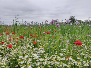 Çiçek açan papatyaların ve tarlada yetişen gelincik çiçeklerinin yakın çekimi. Avusturya kırsalında yağmurlu bir gün.