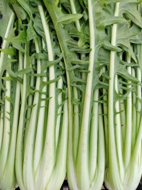 Closeup of a bunch puntarelle di gaeta with long petioles. Variant of chicory. Vertical picture. Puntarelle shoots have bitter taste. Symbol of traditional Roman cuisine. You can eat all parts of it. clipart
