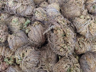 Close up of rose of Jericho or Maryam flower. Used in spiritual and religious practices, traditional medicine, symbol of resilience, rebirth. Ability to survive long periods of drought. Opens up in water clipart