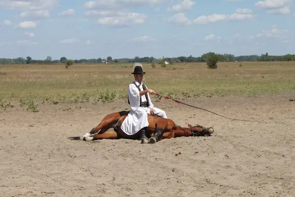 stock image Bugac, Hungary, August 7, 2024: Skilled Csiks, hungarian horseman or magyar cowboy in traditional clothing at riding show in the Hungarian Puszta. Sitting on horse, cracking whip.