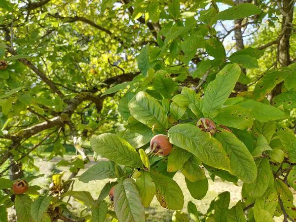 stock image Close up of medlar tree. Foliage and fruit. Sunny day, end of summer. 