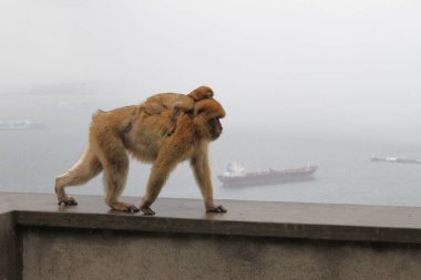 Sisli ve yağmurlu bir günde Cebelitarık ya da Algeciras koyunda bebek taşıyan anne barbarlığı. Arka planda gemiler ve tankerler var. İngiliz denizaşırı topraklarında döllenmiş maymun.