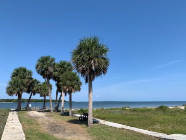 Savannah, Georgia, USA - September 23, 2024: Remains of historic north pier at Savannah river shore with group of beautiful palm trees near Fort Pulaski National Monument. Sunny day. clipart