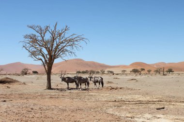 Namib-Naukluft Ulusal Parkı, Namibya - 12 Mart 2018: Tipik uzun boynuzlu antiloplar öğle sıcağında ölü bir deve dikeni ağacının gölgesini arıyorlar.