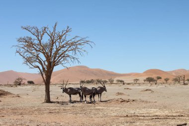 Namib-Naukluft Ulusal Parkı, Namibya - 12 Mart 2018: Tipik uzun boynuzlu antiloplar öğle sıcağında ölü bir deve dikeni ağacının gölgesini arıyorlar.