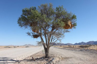 Namibya - 13 Mart 2018: Camelthorn ağacının tepesindeki sosyalleşen dokumacıların büyük ve bileşik topluluk yuvası. Tipik geniş çakıl yolu olan Namibian Savannah.