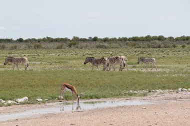 Etosha National Park, Namibia - March 17, 2018: Drinking Springbok and herd of plains zebra peacefully share grass meadow. clipart