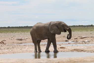 Etosha Ulusal Parkı, Namibya - 17 Mart 2018: Afrika çalı fili su birikintisinde içiyor. Vahşi yaşamla etkileyici bir karşılaşma. Arka planda Springbok.